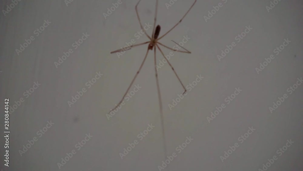big spider close up.shallow depth of field big spider close up.shallow depth of field