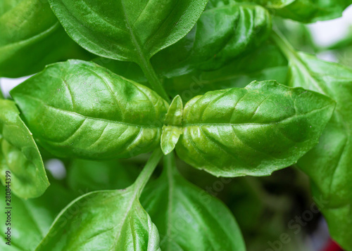 Macro shot of fresh green basil leaves. Basil aroma concept.