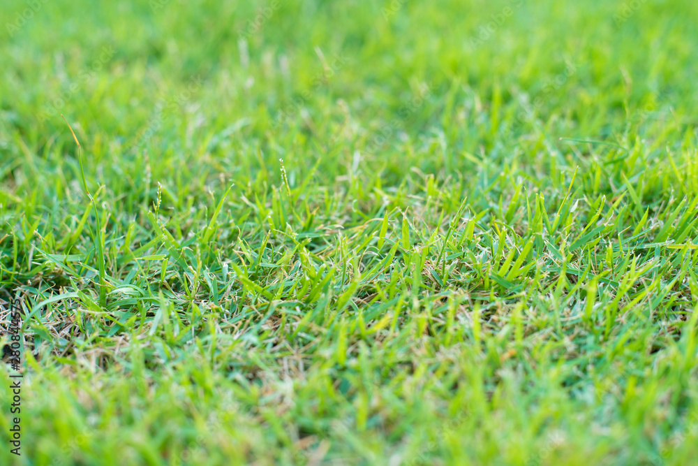Natural green grass texture. green grass background Natural green grass texture. green grass background