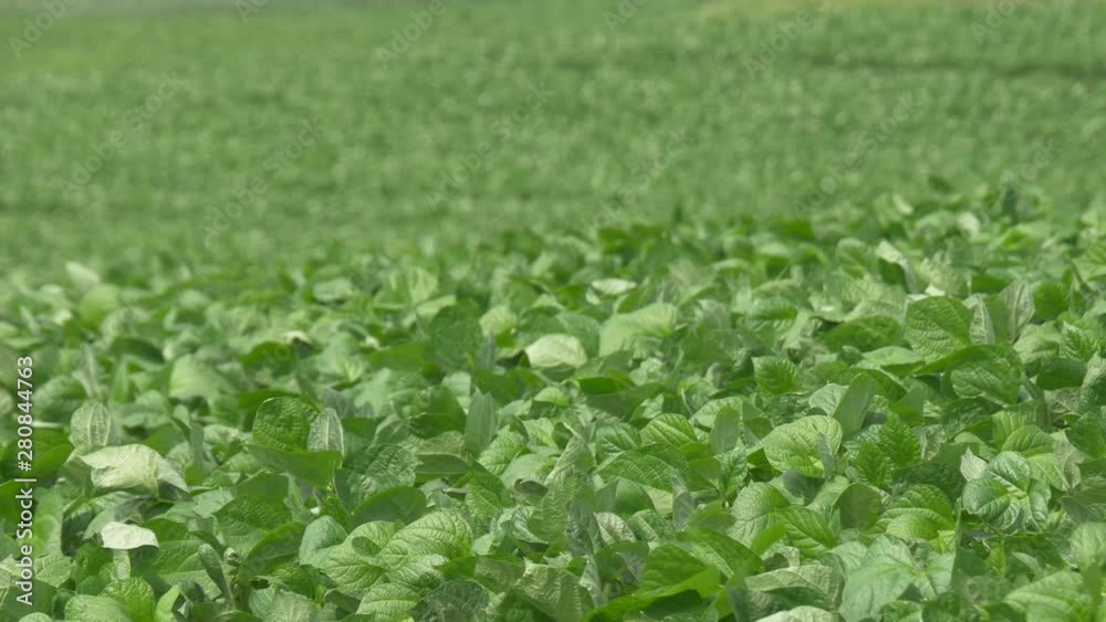 Soybean field Soybean field