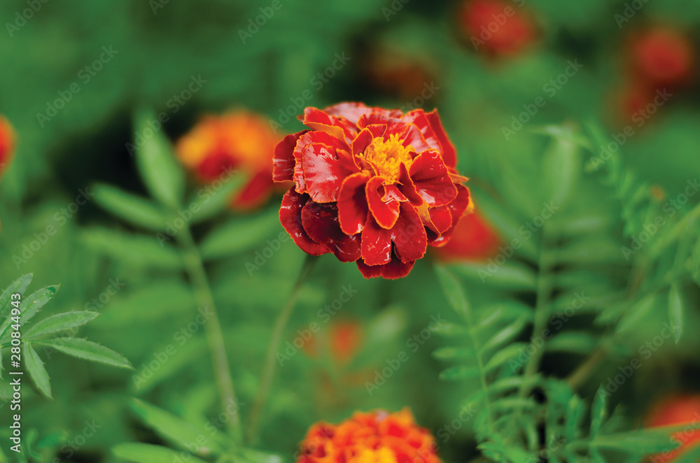 red flower in the garden