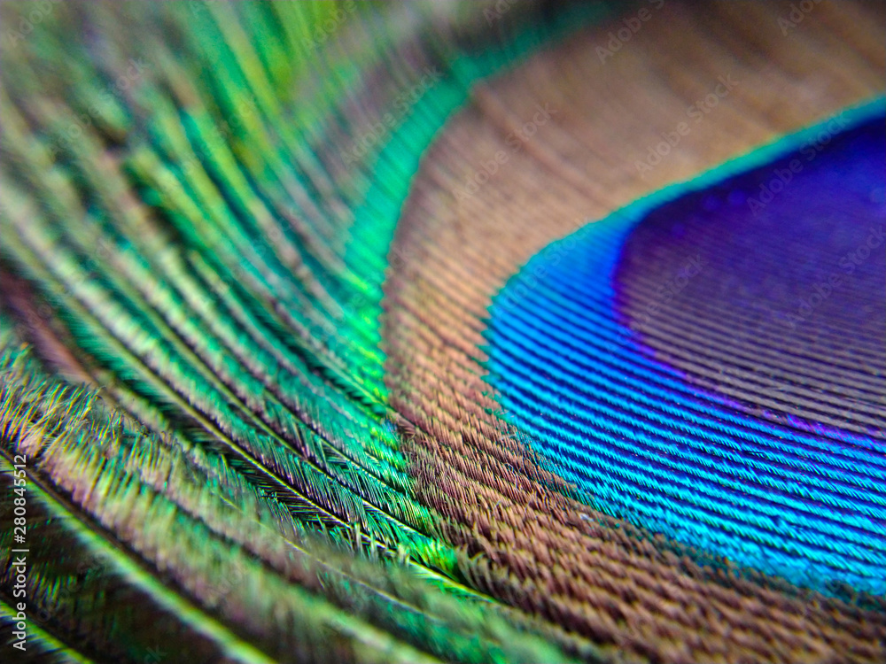 Fototapeta premium closeup of peacock feather