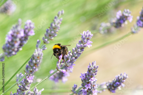bee on purple flowering buddleia © Jenny