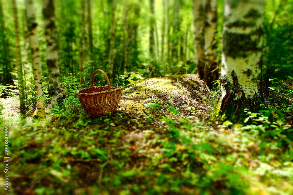 Obraz premium forest landscape basket for mushrooms and berries in the birch forest