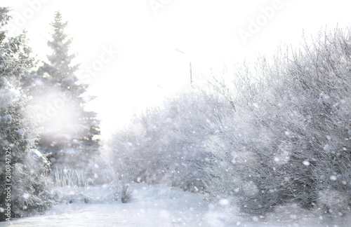 Winter Park. Landscape in snowy weather. January. © alexkich