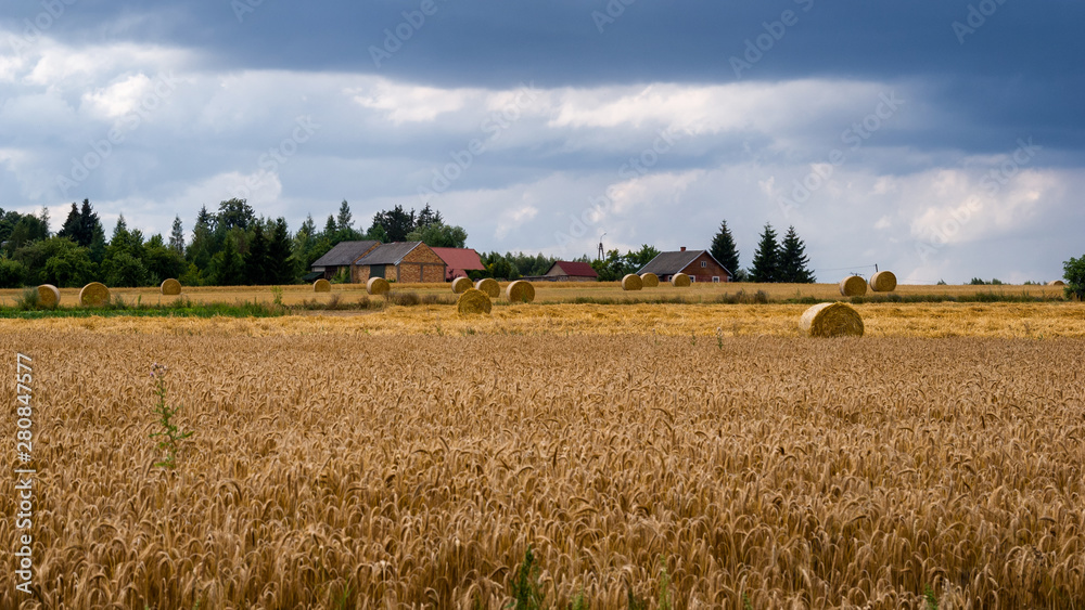 Fototapeta premium Żniwa na Podlasiu