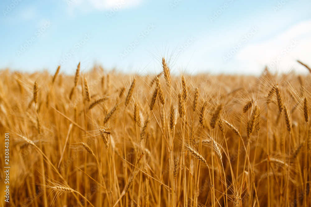 backdrop of ripening ears of yellow wheat field on the sunset cloudy orange sky background. Copy space of the setting sun rays on horizon in rural meadow Close up nature photo Idea of a rich harvest. - obrazy, fototapety, plakaty 