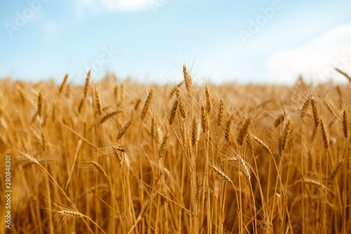 backdrop of ripening ears of yellow wheat field on the sunset cloudy orange sky background. Copy space of the setting sun rays on horizon in rural meadow Close up nature photo Idea of a rich harvest.