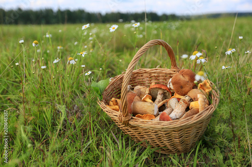 Basket of mushrooms on the grass in a summer field near the forest