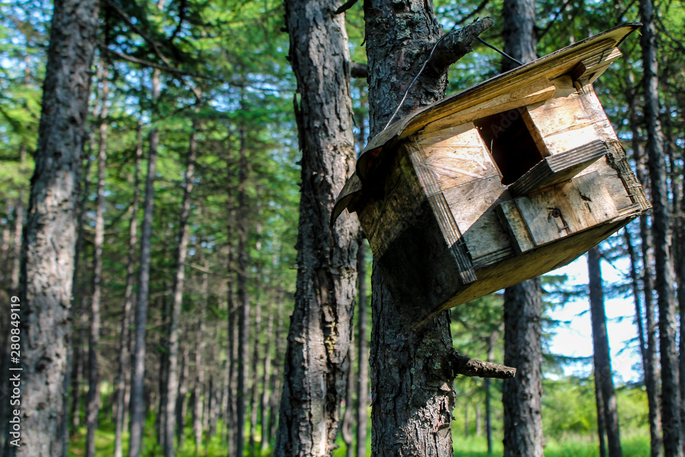 Wooden feeder hanging in the tree. Hand made house for birds like sparrows and small animals like squirrels in the park or forest. Wildlife summer wallpaper or environmental background. Concern and Wooden feeder hanging in the tree. Hand made house for birds like sparrows and small animals like squirrels in the park or forest. Wildlife summer wallpaper or environmental background. Concern and