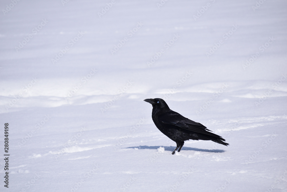 Fototapeta premium Carrion crow in the snowy field. Corvus macrorhynchos, it is called 