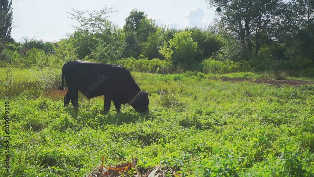 young bull grazing among green grass on a village lawn on a sunny summer day young bull grazing among green grass on a village lawn on a sunny summer day