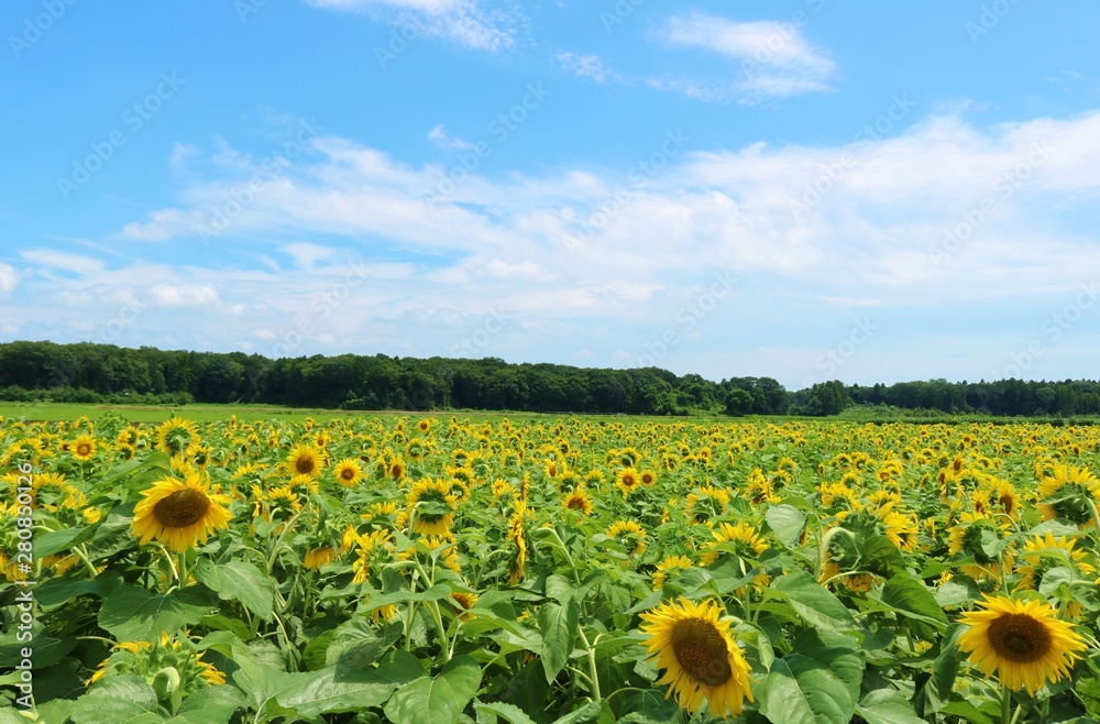 Naklejka premium ひまわり 畑 風景 夏 空 栃木