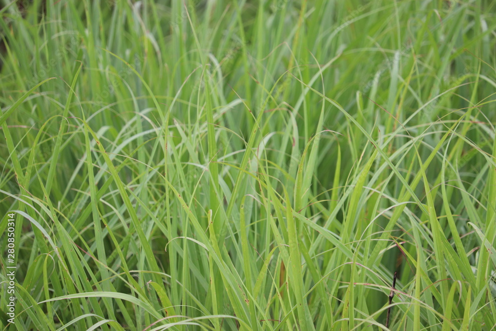 Grass spread all over the place Grass spread all over the place