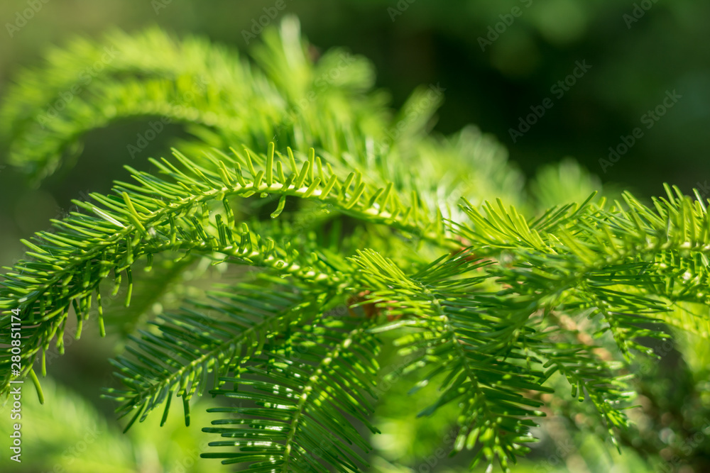 Norway spruce, or European spruce. coniferous tree, type species of the genus Spruce of the Pine family