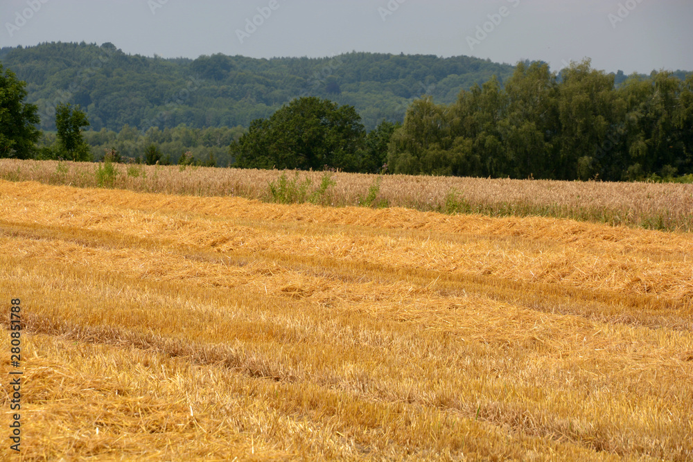 Fototapeta premium gold straw on a stubble field in front of green woodland, golden shimmering stubble field with dry straw on it as rural idyllic background