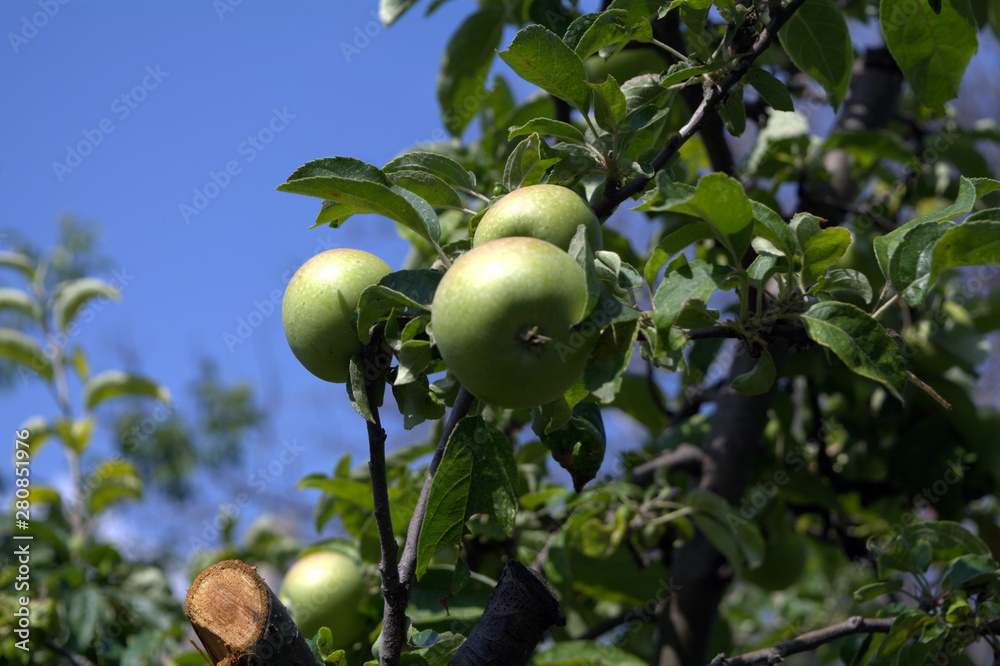 ripening apples on a tree branch among the leaves