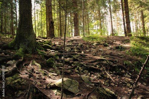 A trail leading through more forest places in the Slovak Paradise National Park