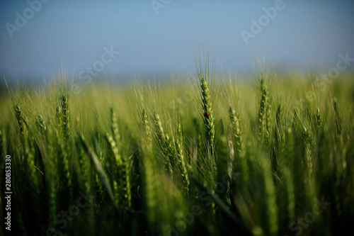 green wheat field and ladybug on it on a sunny day