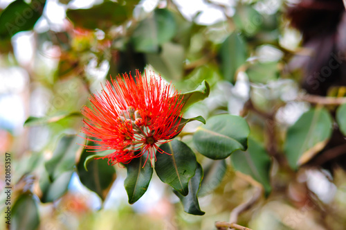 New Zeland Christmas Tree (Metrosideros Excelsis) know as pohutukawa flowers. Botanic Garden