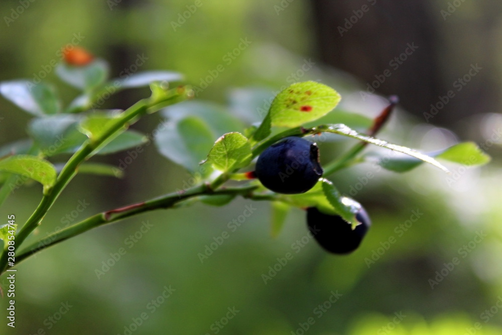 Blueberry bush, with edible black fruits, growing in the forest. Blueberry bush, with edible black fruits, growing in the forest.