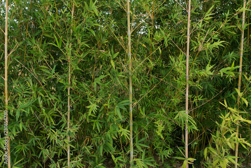 Thick bamboo foliage, green environment public park. Natural background.