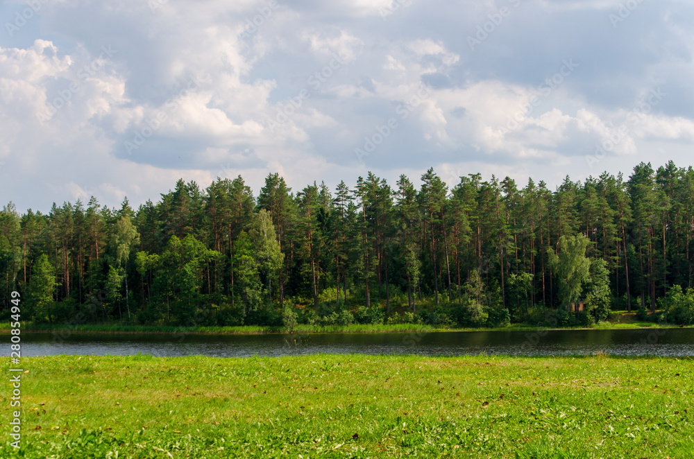 Obraz premium forest in the green field