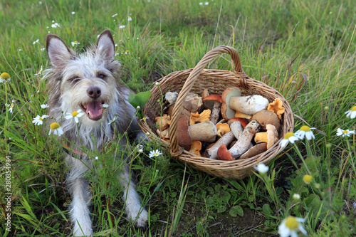 A cute dog is sitting on the grass in a summer field next to a basket of mushrooms