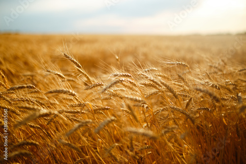 Canvas Print agriculture, barley, agricultural, autumn, background, beautiful, beauty, bread,