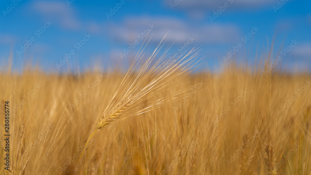 Field barley in period harvest on background blue sky Field barley in period harvest on background blue sky