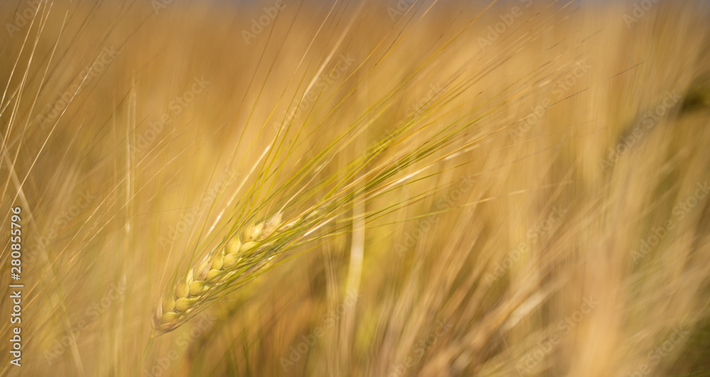 Golden barley field by sunset. Focused on one ripe head of barley. Single ripe head of barley Golden barley field by sunset. Focused on one ripe head of barley. Single ripe head of barley