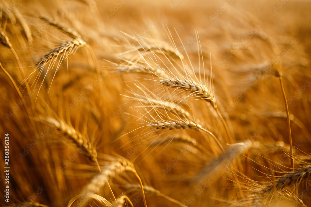 agriculture, barley, agricultural, autumn, background, beautiful, beauty, bread, business, cereal, closeup, concept, corn, countryside, cultivate, ear, ears, empty, environment, fall, farm, farmland, agriculture, barley, agricultural, autumn, background, beautiful, beauty, bread, business, cereal, closeup, concept, corn, countryside, cultivate, ear, ears, empty, environment, fall, farm, farmland,