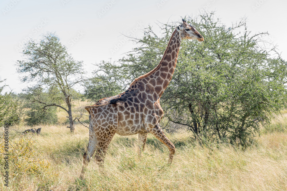 Fototapeta premium South African Giraffe walking through grass