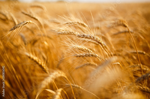 agriculture  barley  agricultural  autumn  background  beautiful  beauty  bread  business  cereal  closeup  concept  corn  countryside  cultivate  ear  ears  empty  environment  fall  farm  farmland  