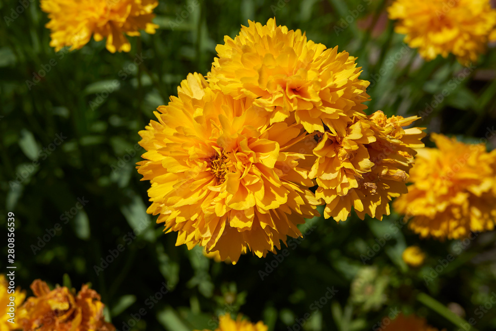Coreopsis grandiflora Coreopsis grandiflora
