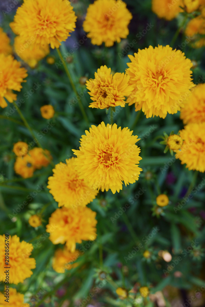 Coreopsis grandiflora