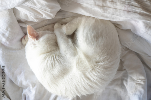 Close-up. The white cat sleeps cute and sweet in a bed with white bedclothes. 