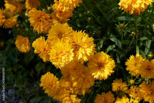 Coreopsis grandiflora © simona