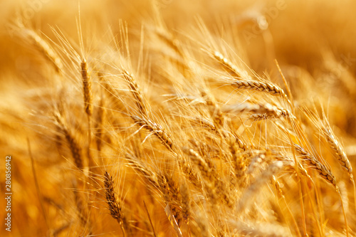 agriculture, barley, agricultural, autumn, background, beautiful, beauty, bread, business, cereal, closeup, concept, corn, countryside, cultivate, ear, ears, empty, environment, fall, farm, farmland, 
