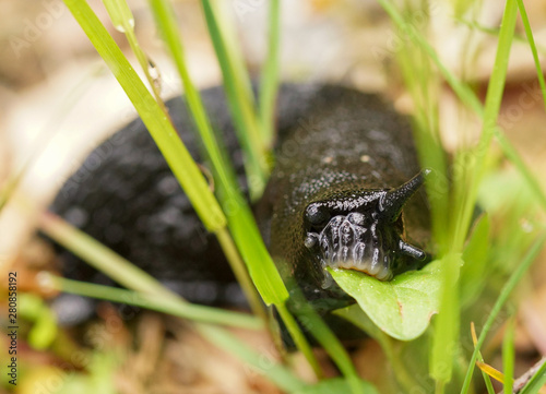 Une limace noire dans le jardin photo