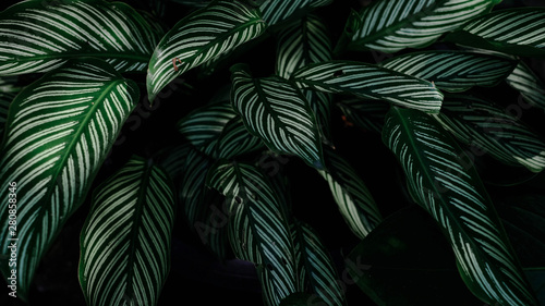 Fototapeta las tropikalny roślinność natura dżungla