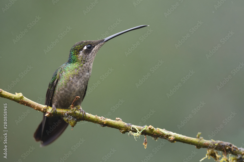 Fototapeta premium Rivoli's hummingbird sitting on branch