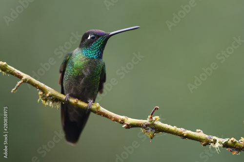 Rivoli's hummingbird sitting on branch