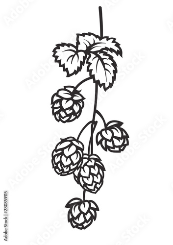 Branch of hops. Hop cones with leaf icon. Hand drawn vector illustration on white background.