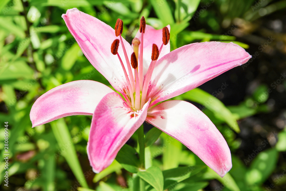 Delicate and beautiful pink Lily lies in the green grass in the summer garden Delicate and beautiful pink Lily lies in the green grass in the summer garden