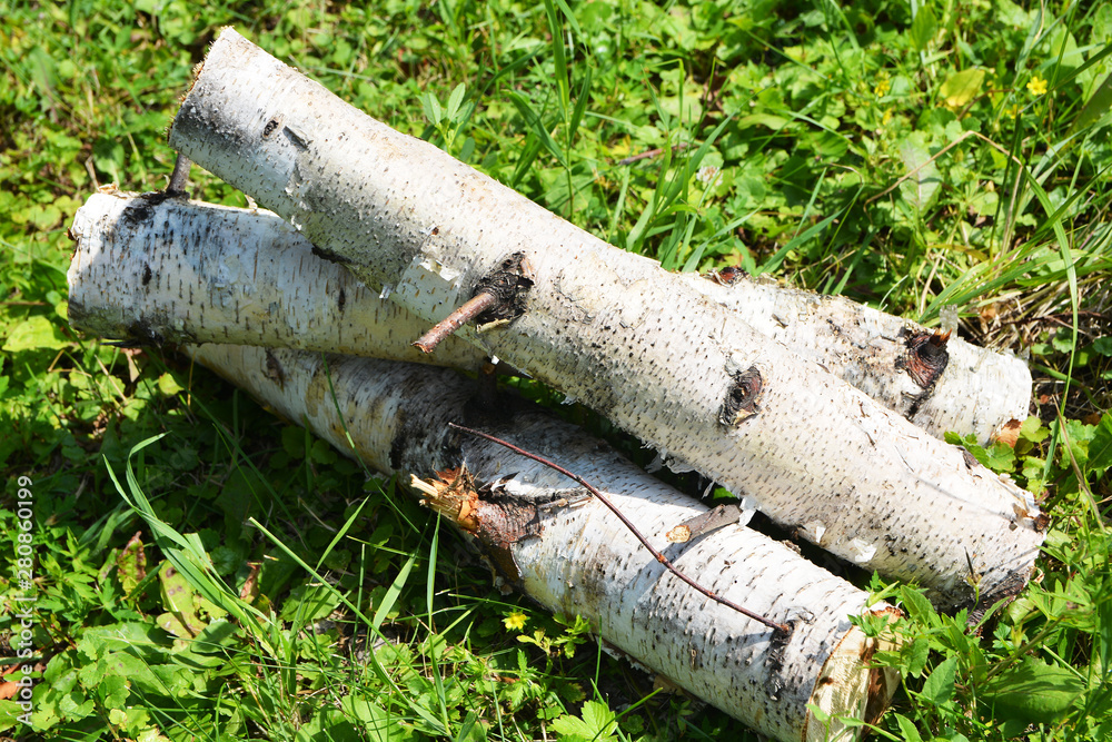 Logs of birch wood lie on the green grass in the summer garden 