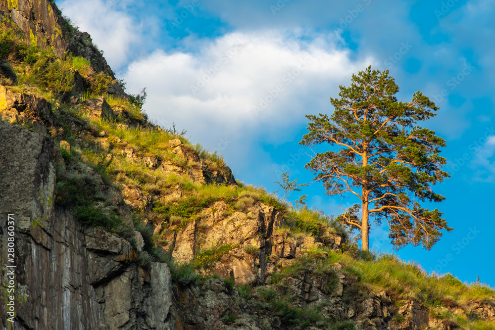 lonely pine on a cliff side in the sunshine