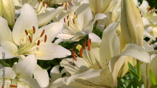 A colorful bee is looking for pollen inside of a huge white lily. It's summer; the sun is shining. We are lookong at the insect and the open flower from above. photo