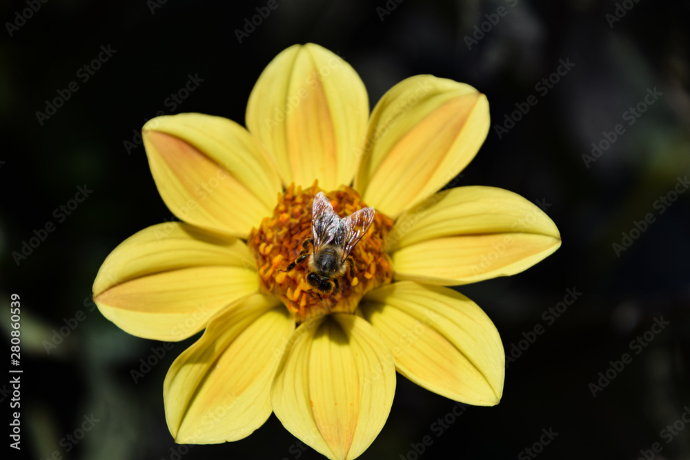 bee on yellow dandelion flower, against dark background bee on yellow dandelion flower, against dark background