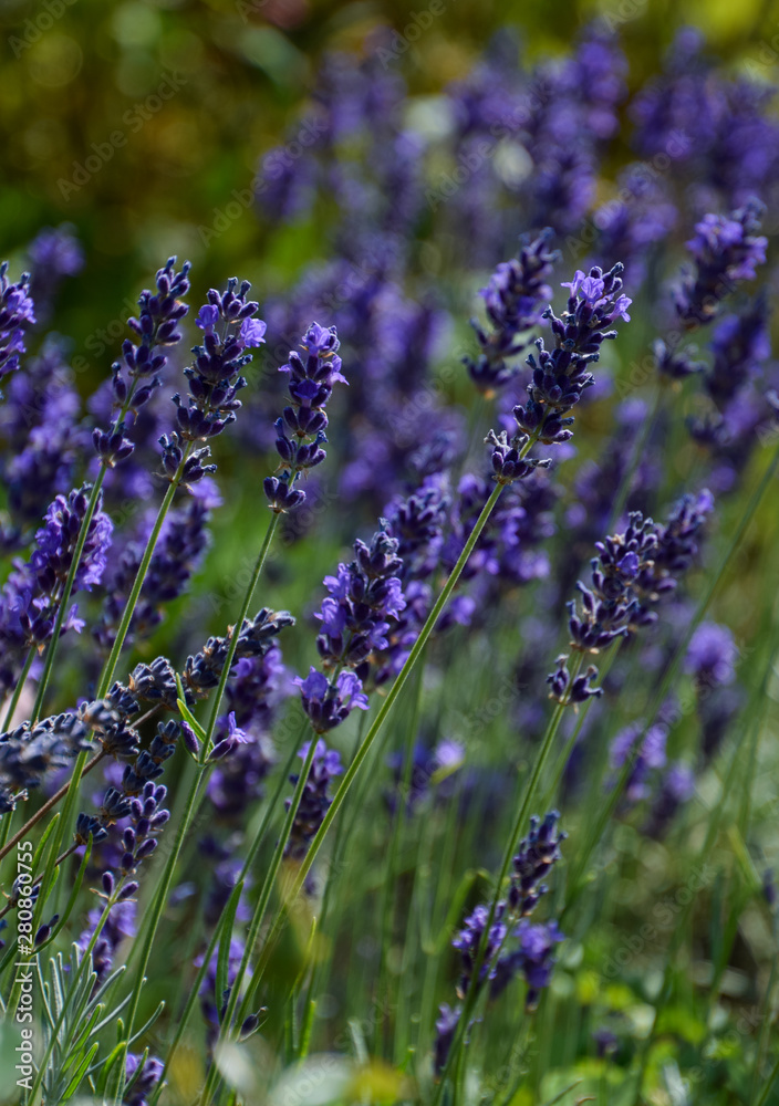 Fototapeta premium lavender flowers in bloom